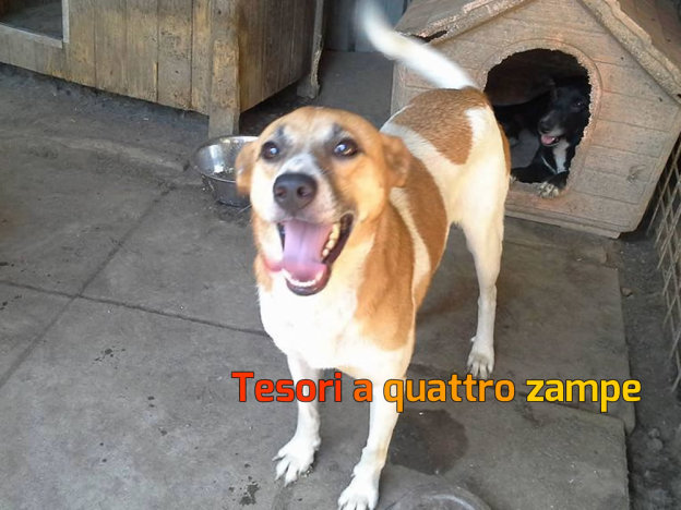 cane_birillino_imma_mirto