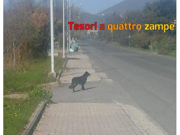 cane_border_collie_pista_ciclabile_vazia