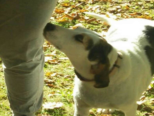 cane_cagnolina_poggio_moiano_mtr