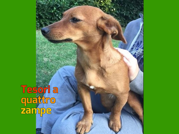 cane_cagnolina_smarrita_frasso_sabino_roberta_dangelo