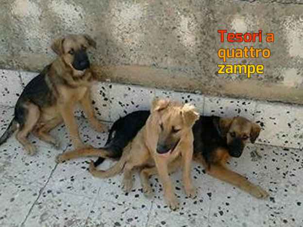 cane_cagnoline_cucciole_pina_amato