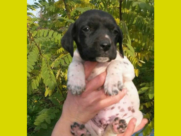cane_cagnolino_maschietto_fiume_velino_adf