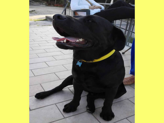 cane_cagnolone_nero_santelia_michaela_colangeli