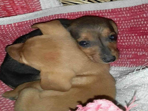 cane_cani_cuccioli_roberto_guidobaldi_riserva_dei_laghi