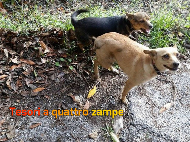 cane_cani_via_salaria_per_laquila_alexandra_haller2