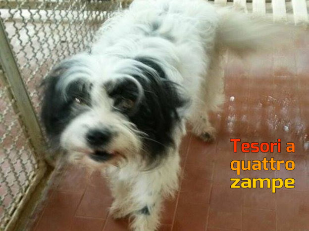 cane_canile_sanitario_adf_bianconera