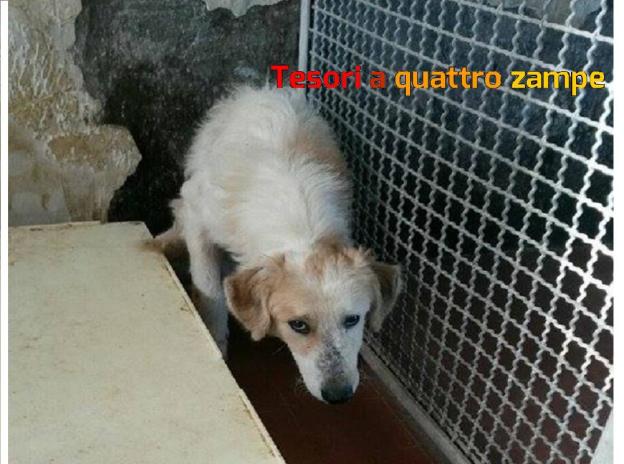 cane_canile_sanitario_poggio_moiano