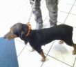 cane_casapenta_lilla_ritrovata