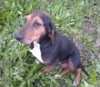 cane_casapenta_raffy_2