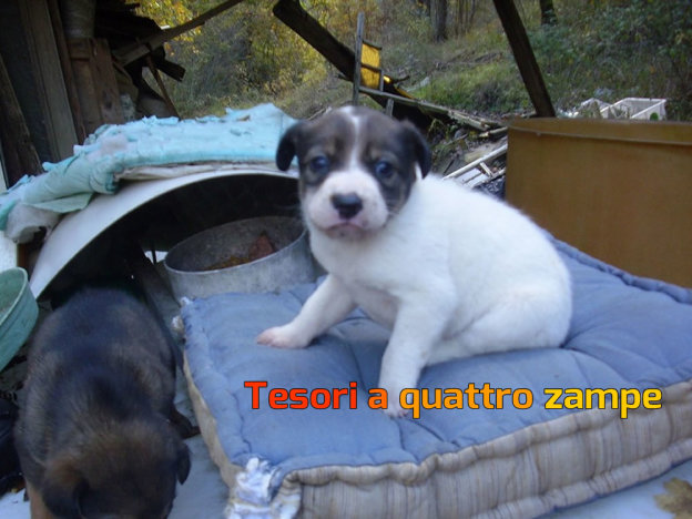 cane_cerca_stallo_bianco_vdr