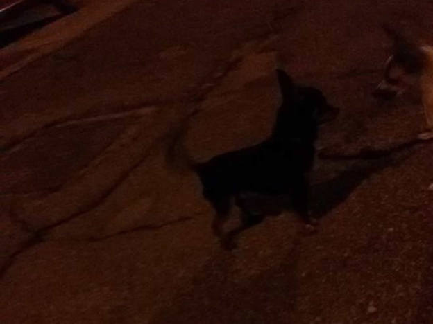 cane_chihuahua_quattro_strade