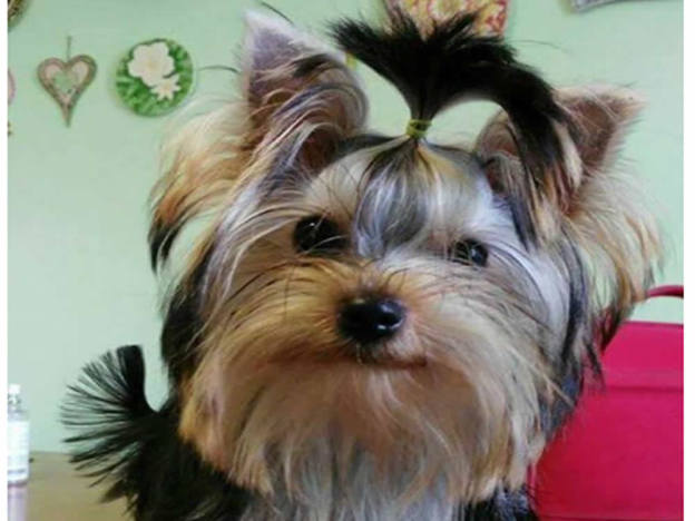 cane_coco_persa_regina_pacis