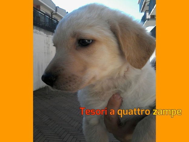 cane_crema_2_adf
