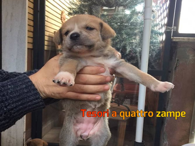 cane_cucciola_di_evelin2_vdr