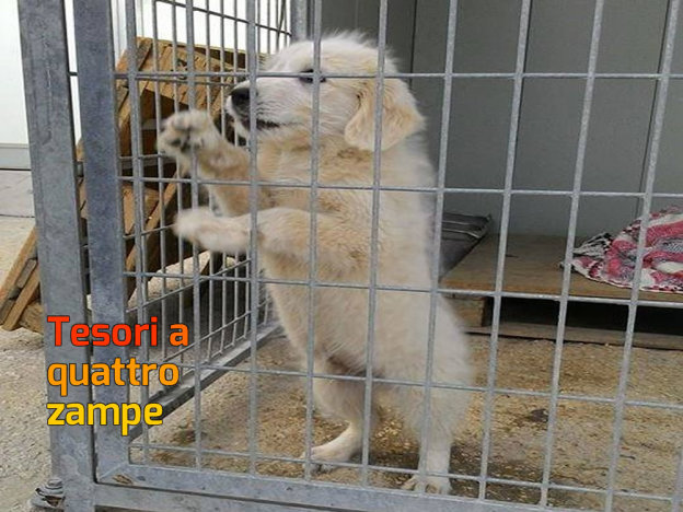 cane_cucciola_maremmano_canile_sanitario3_adf