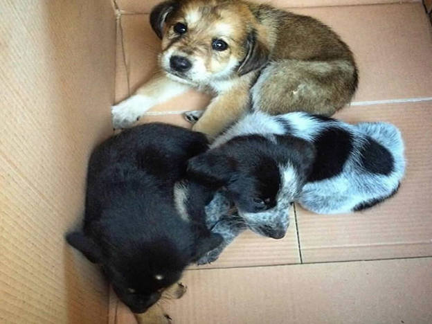 cane_cuccioli_abbandonati_p&f