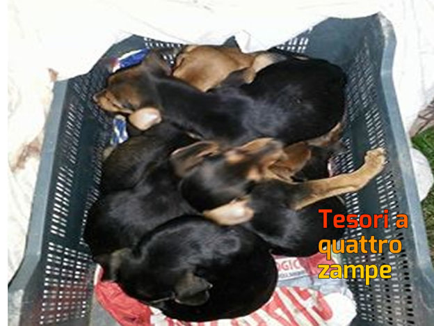 cane_cuccioli_fiume_velino_scatolone_di_plastica