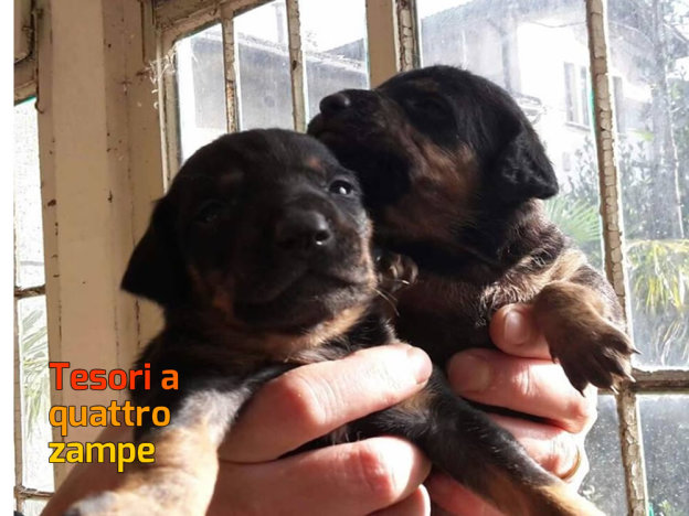 cane_cuccioli_tricolore_paola_corradini_3