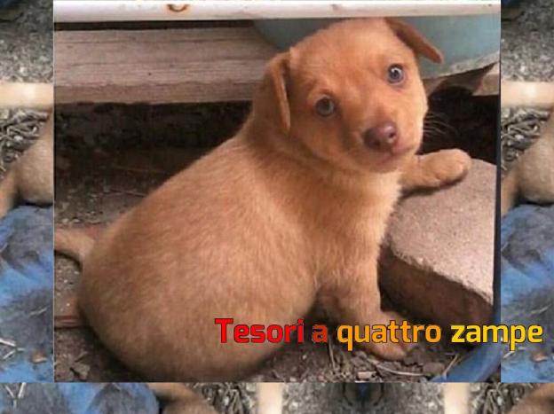 cane_cucciolo_in_difficoltà_p&f
