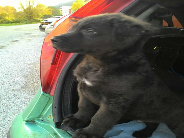 cane_cucciolo_mantello_nero_adf