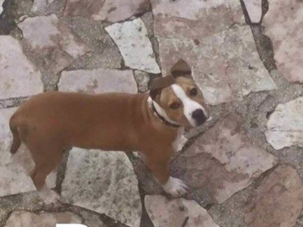 cane_denny_monia