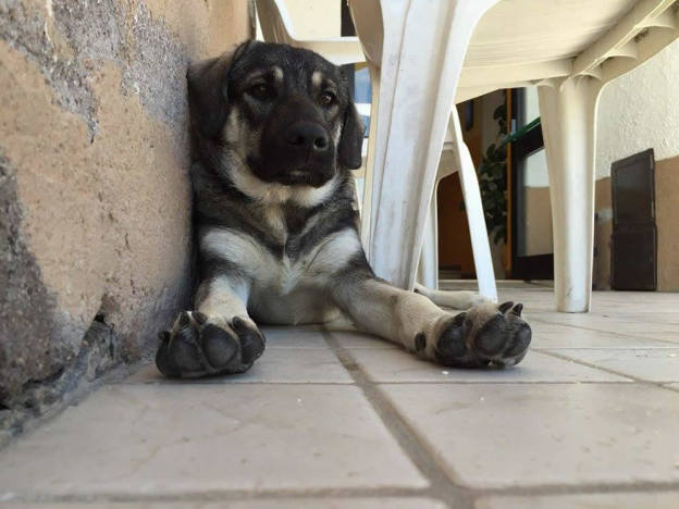 cane_ettore_morto_veleno_betty_formichetti