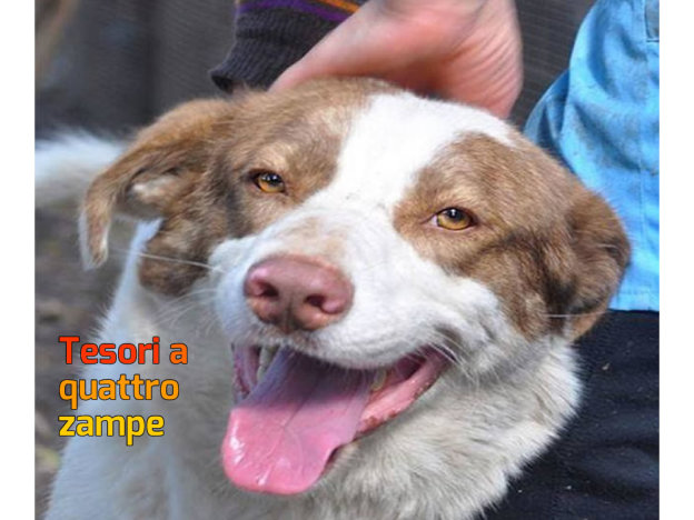 cane_fabio_imma_mirto