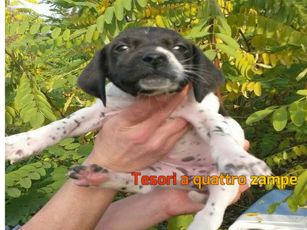 cane_femminuccia_velino_adf