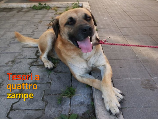 cane_ghero_collevenere_2