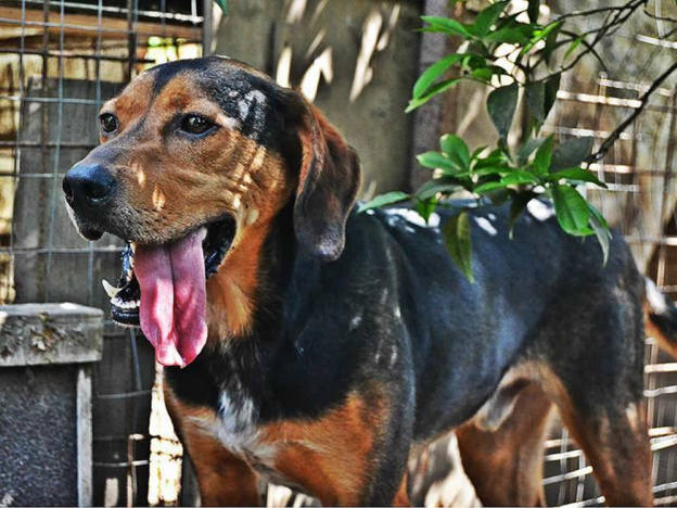 cane_imma_tricolore