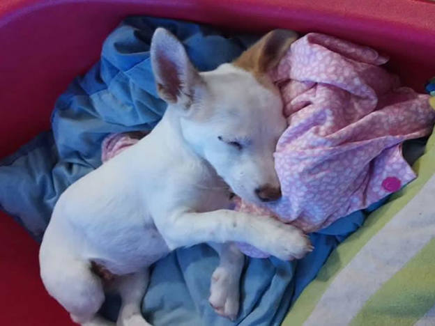 cane_jack_russell_femmina_da_adottare_mtr