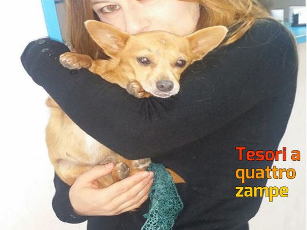 cane_luce_anna_linda5