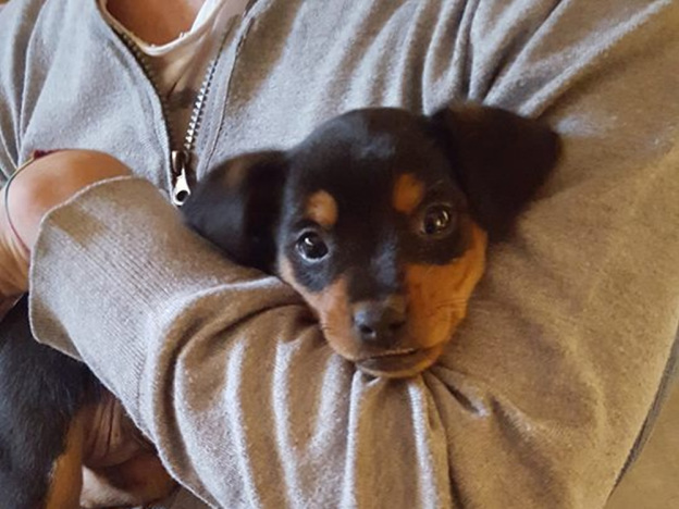 cane_madonna_del_passo_maria_rita_vanni