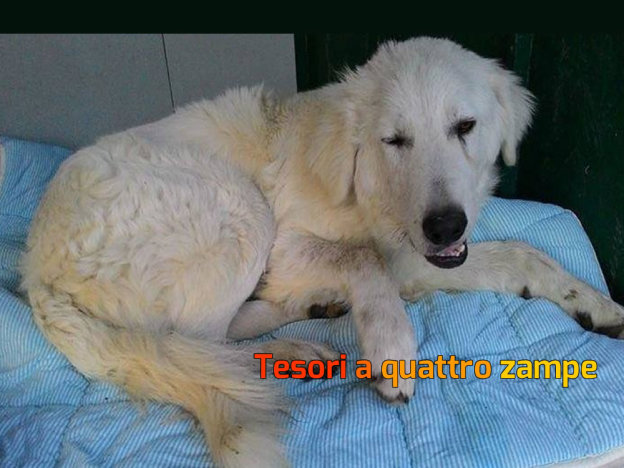 cane_maremmano_morto_canile_sanitario_adf