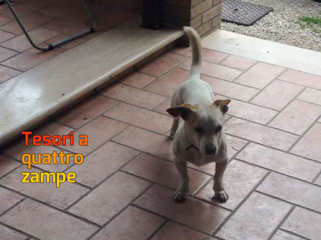 cane_martina_faraglia2