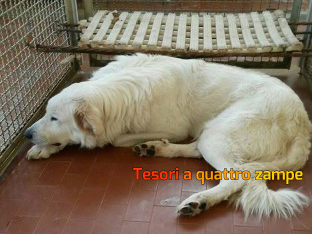 cane_maschio_bianco_canile_sanitario_pastore_maremmano_adf