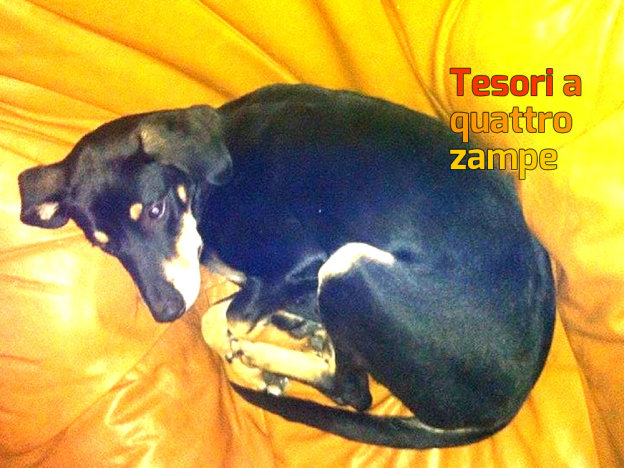 cane_maya_ostia_erika_petrucci