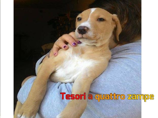 cane_miele_color_nocciola_adf