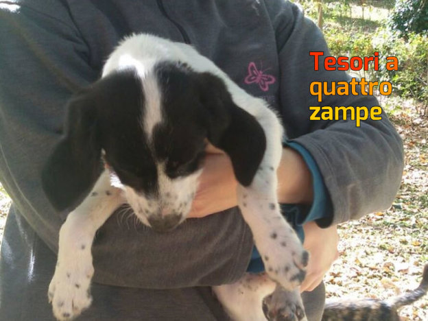 cane_molly2_mtr