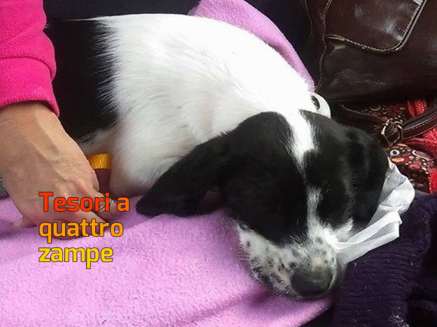 cane_molly_adottata_mtr