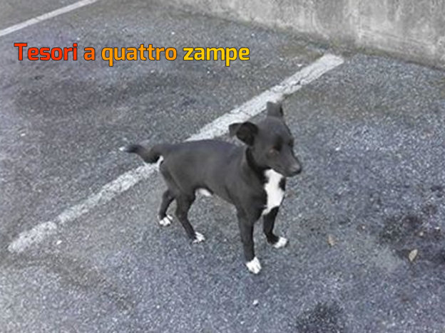 cane_nero_zampe_bianche_anna_maria_cataloni