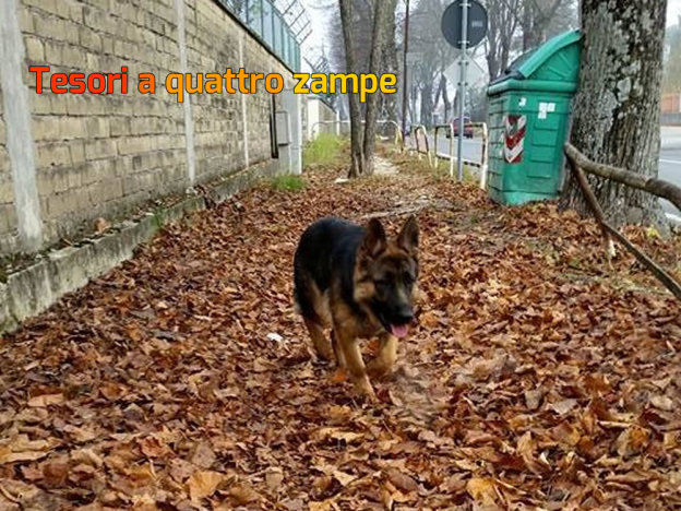 cane_pastor_tedesco_carlo_scortichini_adf