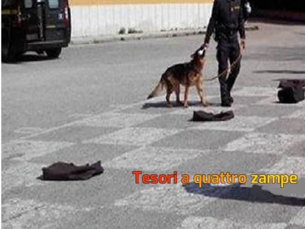 cane_pastore_tedesco_basilio_sisti-624×468