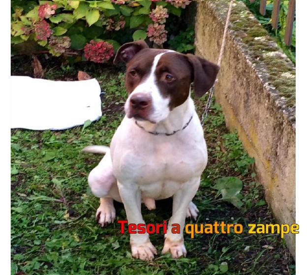 cane_pittbull_jhonny2