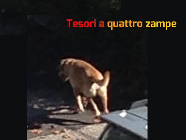 cane_poggio_nativo_nicole_lolli