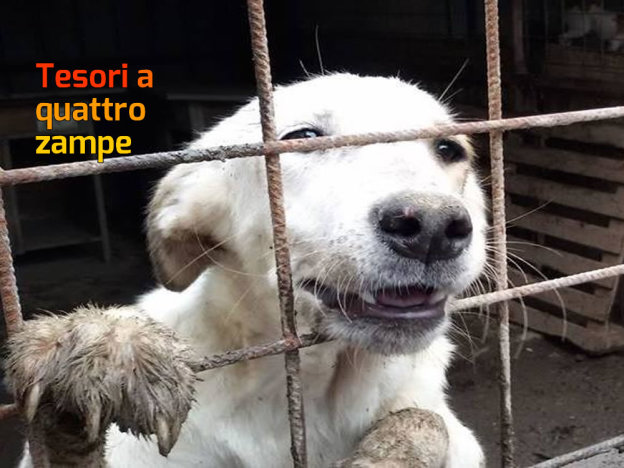 cane_pola_imma_mirto2