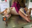 cane_priscilla5_veterinario_raffy_