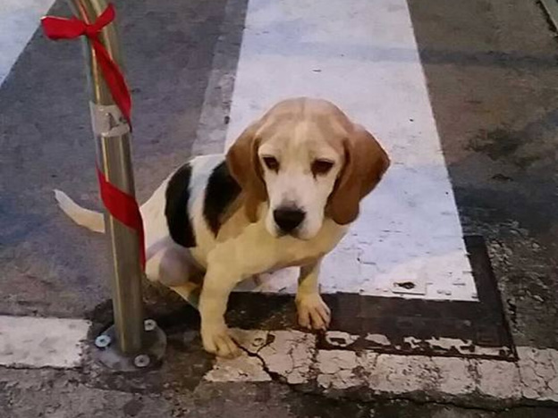 cane_quattro_strade_beagle