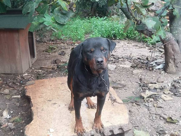 cane_raffy_palermo_rottweiller