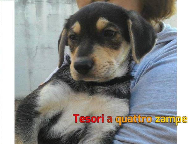 cane_teddy_tricolore_adf